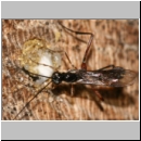 Poemenia notata - Schupfwespe 02c 14mm am Nest der Passaloecus sp-fdet03.jpg